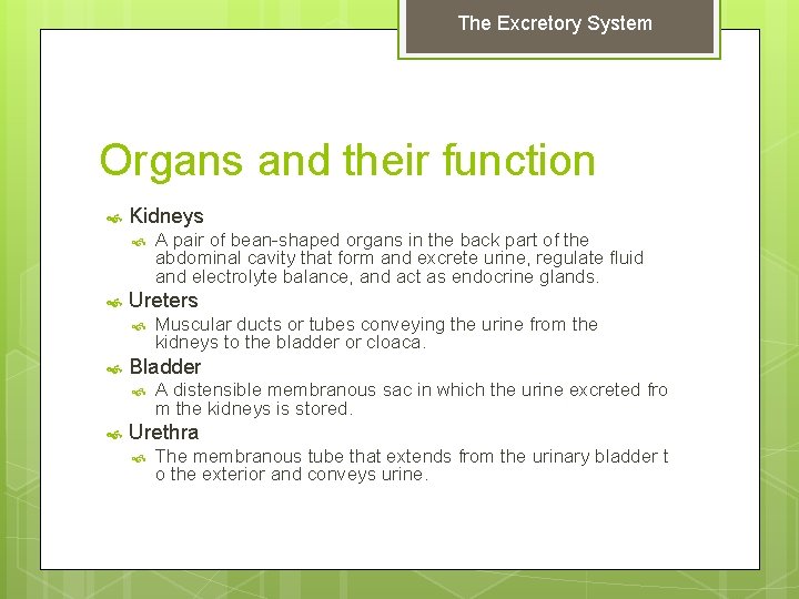 The Excretory System Organs and their function Kidneys Ureters Muscular ducts or tubes conveying