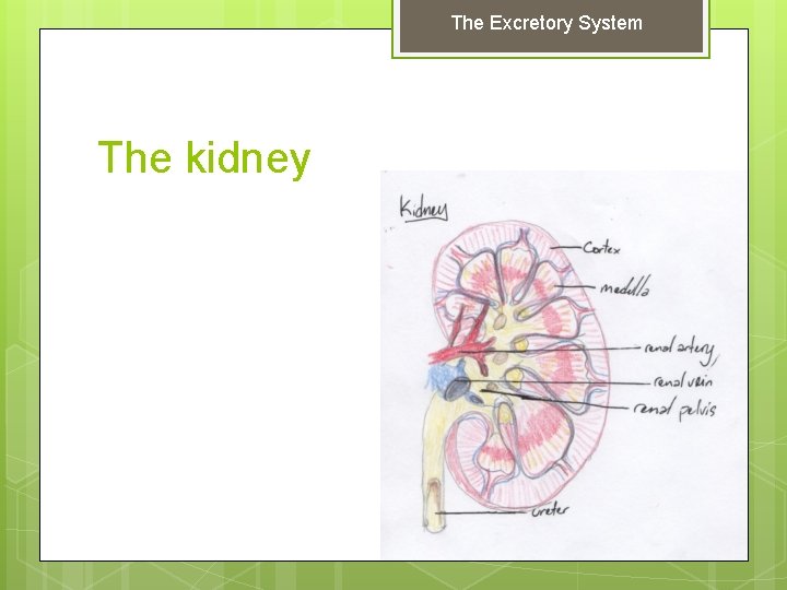 The Excretory System The kidney 