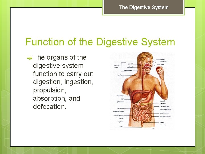 The Digestive System Function of the Digestive System The organs of the digestive system