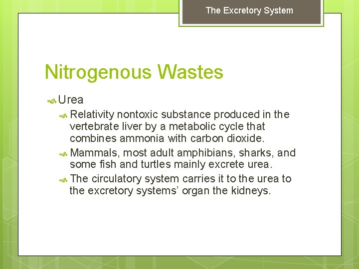 The Excretory System Nitrogenous Wastes Urea Relativity nontoxic substance produced in the vertebrate liver