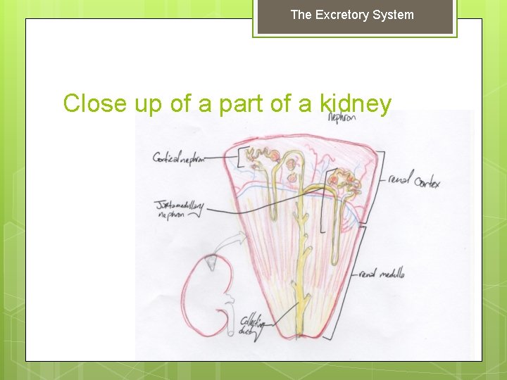 The Excretory System Close up of a part of a kidney 