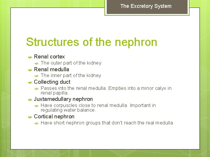 The Excretory System Structures of the nephron Renal cortex Renal medulla Passes into the