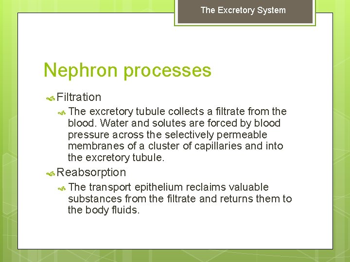 The Excretory System Nephron processes Filtration The excretory tubule collects a filtrate from the