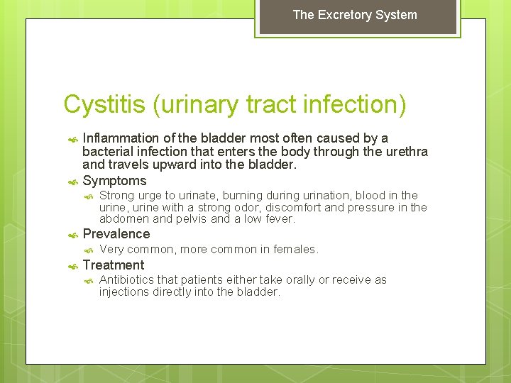 The Excretory System Cystitis (urinary tract infection) Inflammation of the bladder most often caused