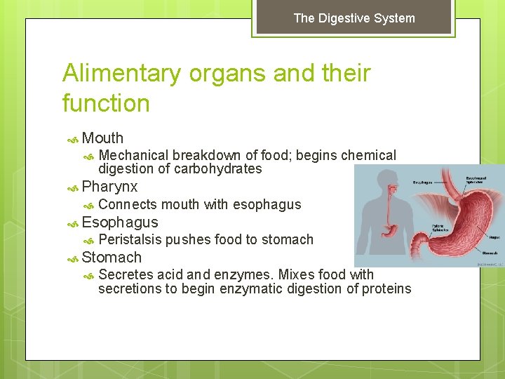 The Digestive System Alimentary organs and their function Mouth Mechanical breakdown of food; begins