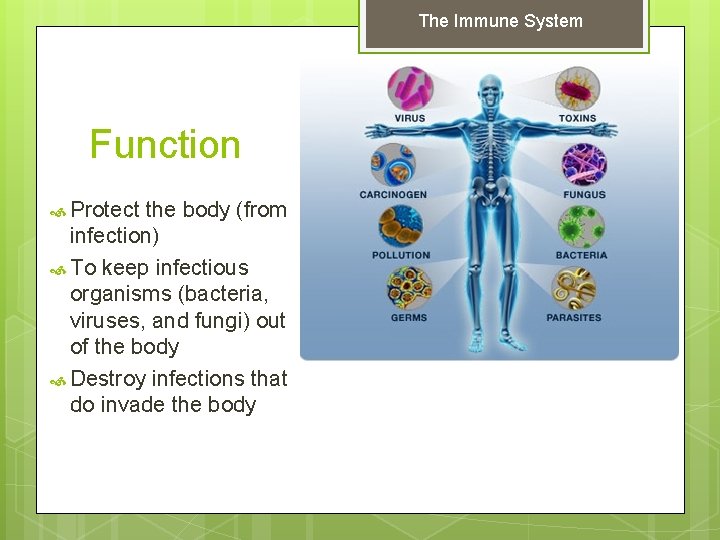 The Immune System Function Protect the body (from infection) To keep infectious organisms (bacteria,