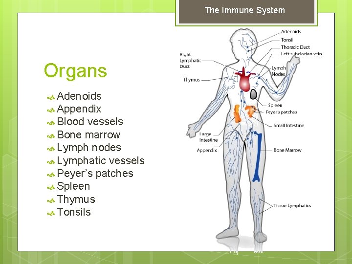 The Immune System Organs Adenoids Appendix Blood vessels Bone marrow Lymph nodes Lymphatic vessels