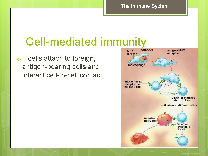 The Immune System Cell-mediated immunity T cells attach to foreign, antigen-bearing cells and interact