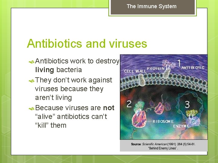 The Immune System Antibiotics and viruses Antibiotics work to destroy living bacteria They don’t