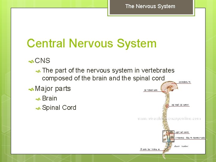 The Nervous System Central Nervous System CNS The part of the nervous system in