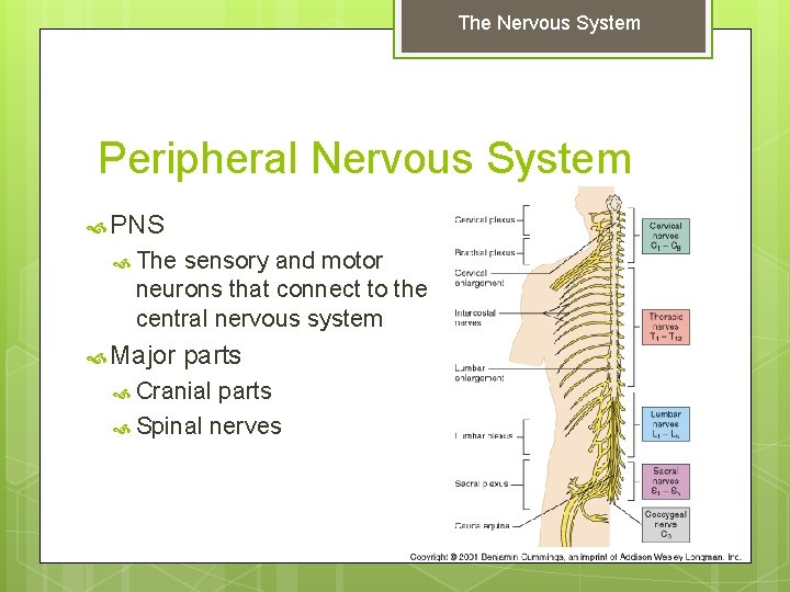 The Nervous System Peripheral Nervous System PNS The sensory and motor neurons that connect