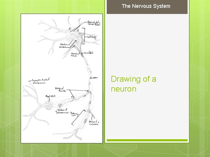 The Nervous System Drawing of a neuron 