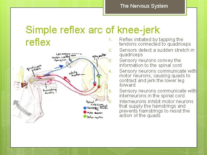 The Nervous System Simple reflex arc of knee-jerk Reflex initiated by tapping the reflex