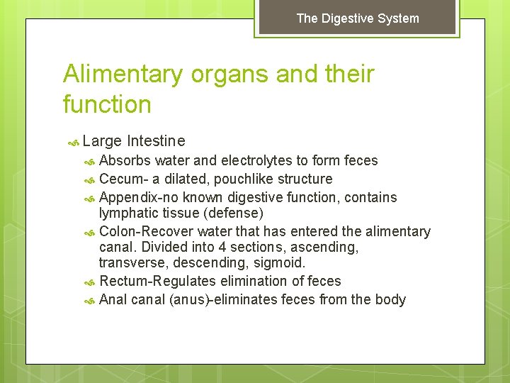 The Digestive System Alimentary organs and their function Large Intestine Absorbs water and electrolytes