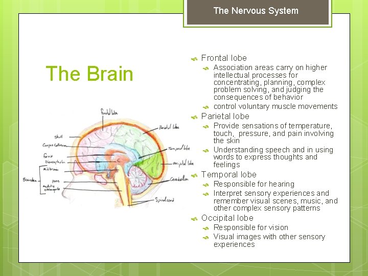 The Nervous System The Brain Frontal lobe Parietal lobe Provide sensations of temperature, touch,