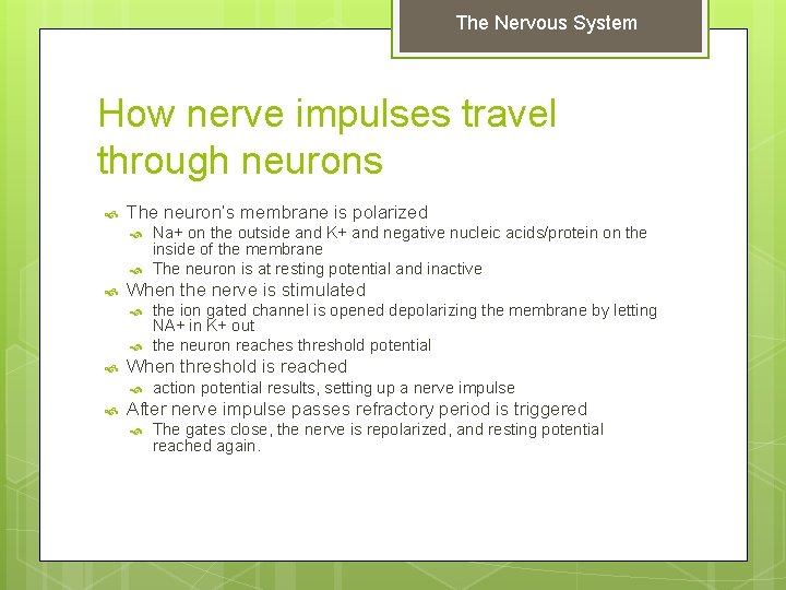 The Nervous System How nerve impulses travel through neurons The neuron’s membrane is polarized