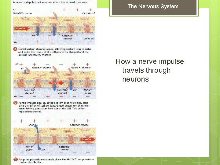 The Nervous System How a nerve impulse travels through neurons 