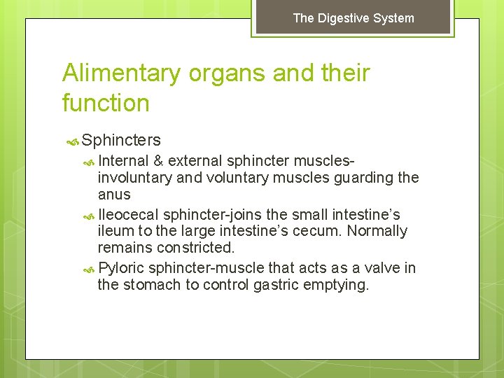 The Digestive System Alimentary organs and their function Sphincters Internal & external sphincter muscles-