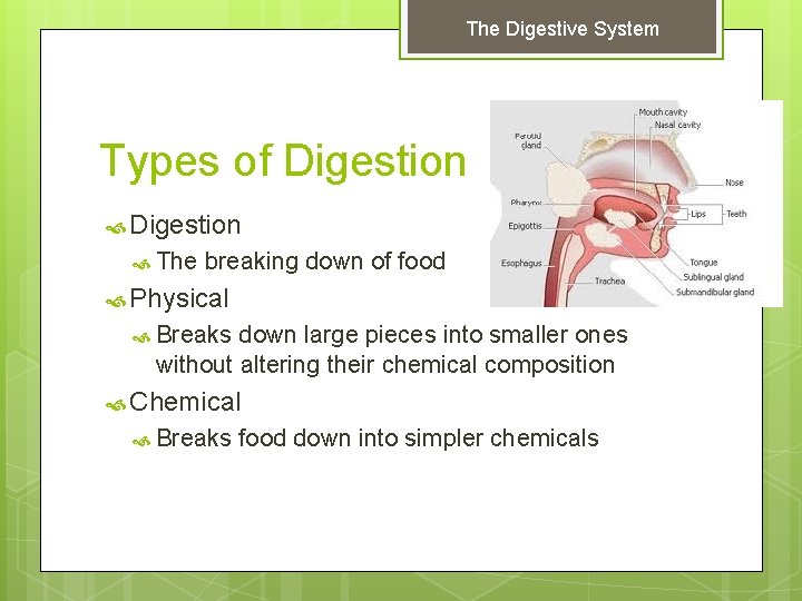 The Digestive System Types of Digestion The breaking down of food Physical Breaks down