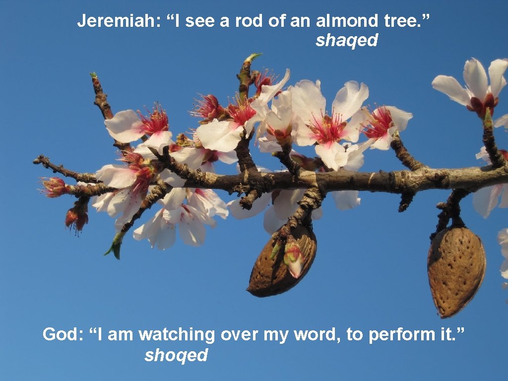 Jeremiah: “I see a rod of an almond tree. ” shaqed God: “I am