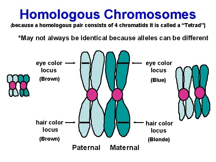 Homologous Chromosomes (because a homologous pair consists of 4 chromatids it is called a