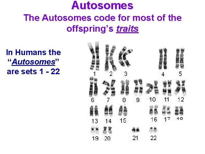 Autosomes The Autosomes code for most of the offspring’s traits In Humans the “Autosomes”