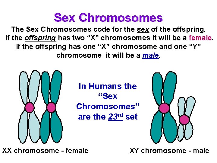 Sex Chromosomes The Sex Chromosomes code for the sex of the offspring. If the