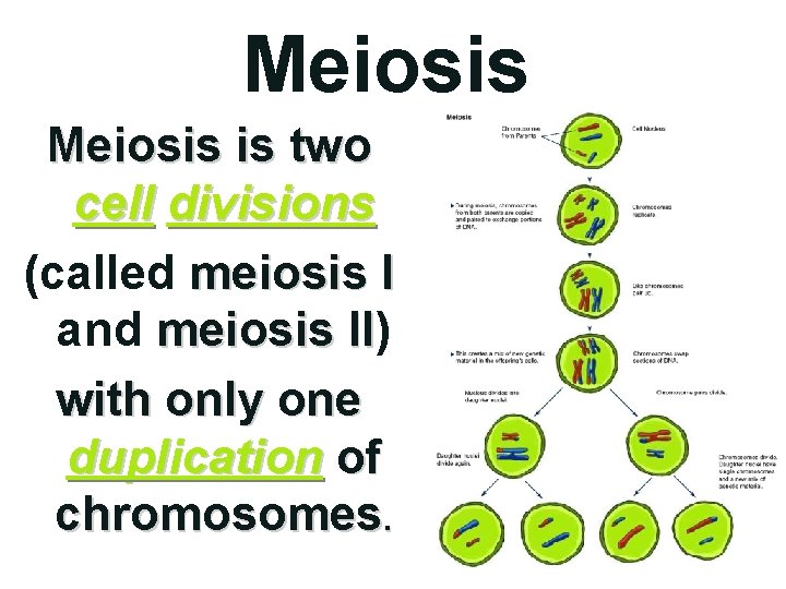 Meiosis is two cell divisions (called meiosis I and meiosis II) II with only