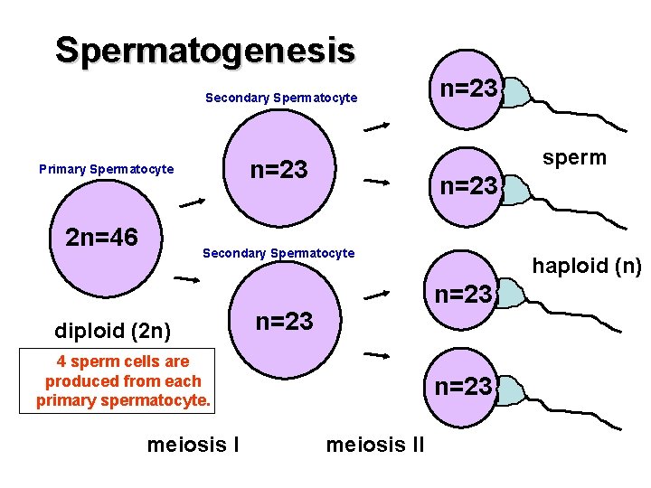 Spermatogenesis Secondary Spermatocyte human sex cell 2 n=46 sperm n=23 Primary Spermatocyte n=23 Secondary