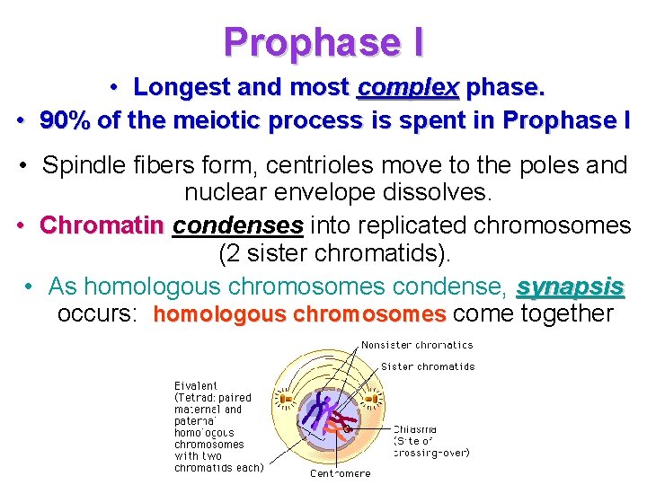 Prophase I • Longest and most complex phase. • 90% of the meiotic process