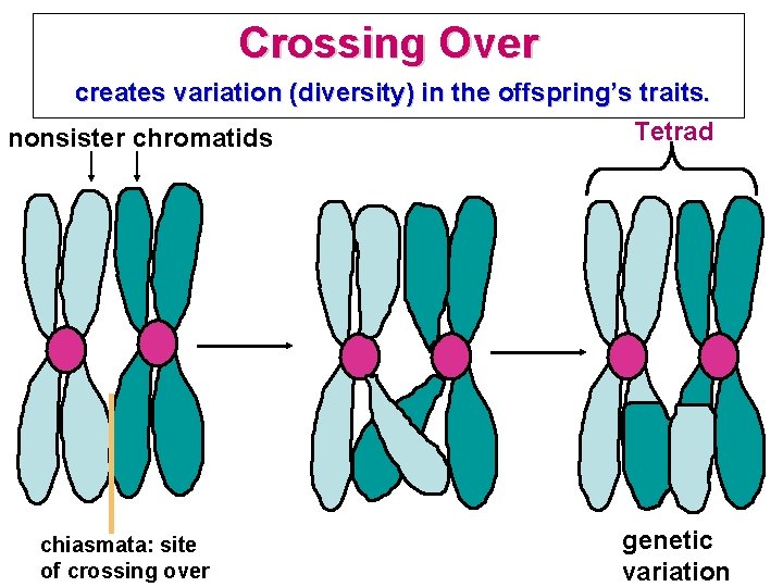 Crossing Over creates variation (diversity) in the offspring’s traits. Tetrad nonsister chromatids chiasmata: site