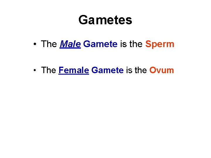 Gametes • The Male Gamete is the Sperm • The Female Gamete is the