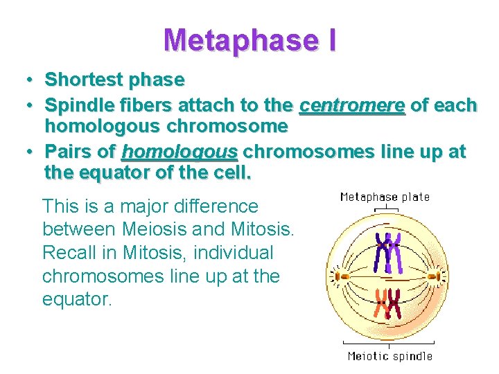 Metaphase I • Shortest phase • Spindle fibers attach to the centromere of each