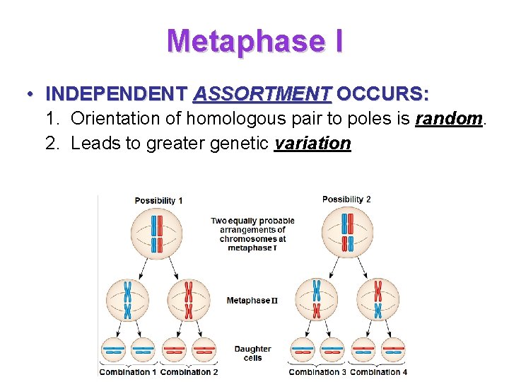 Metaphase I • INDEPENDENT ASSORTMENT OCCURS: 1. Orientation of homologous pair to poles is