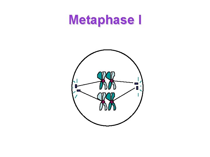 Metaphase I 