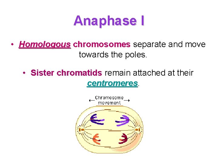 Anaphase I • Homologous chromosomes separate and move towards the poles. • Sister chromatids