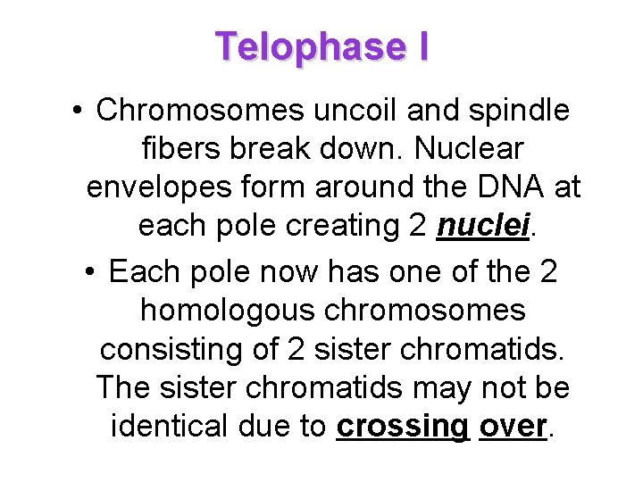 Telophase I • Chromosomes uncoil and spindle fibers break down. Nuclear envelopes form around