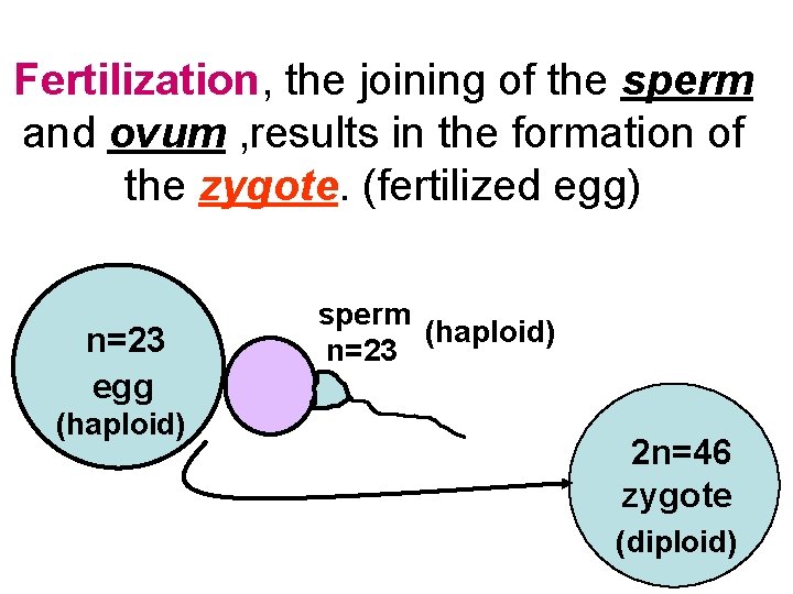 Fertilization, the joining of the sperm and ovum , results in the formation of