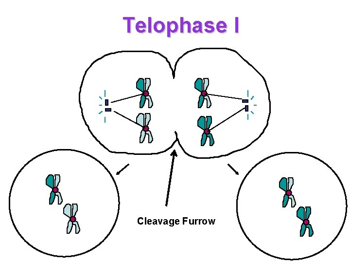 Telophase I Cleavage Furrow 