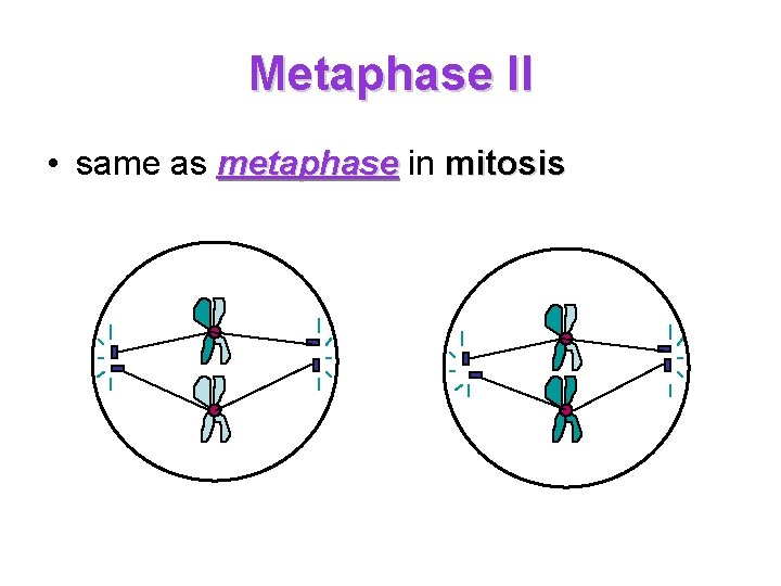 Metaphase II • same as metaphase in mitosis 