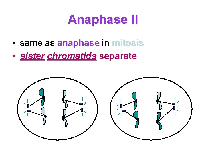 Anaphase II • same as anaphase in mitosis • sister chromatids separate 