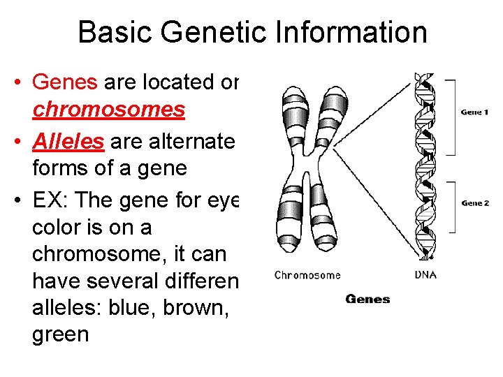 Basic Genetic Information • Genes are located on chromosomes • Alleles are alternate forms