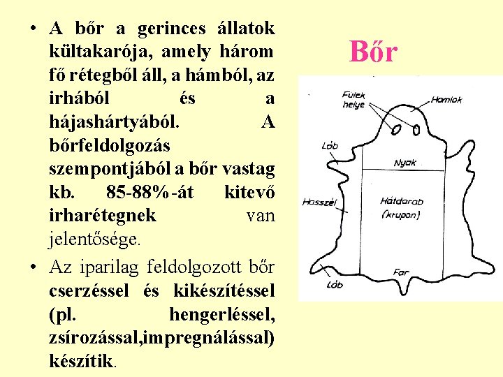  • A bőr a gerinces állatok kültakarója, amely három fő rétegből áll, a