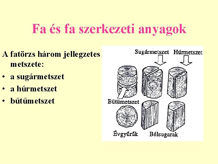 Fa és fa szerkezeti anyagok A fatörzs három jellegzetes metszete: • a sugármetszet •