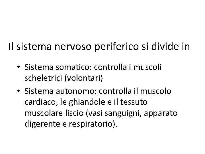 Il sistema nervoso periferico si divide in • Sistema somatico: controlla i muscoli scheletrici