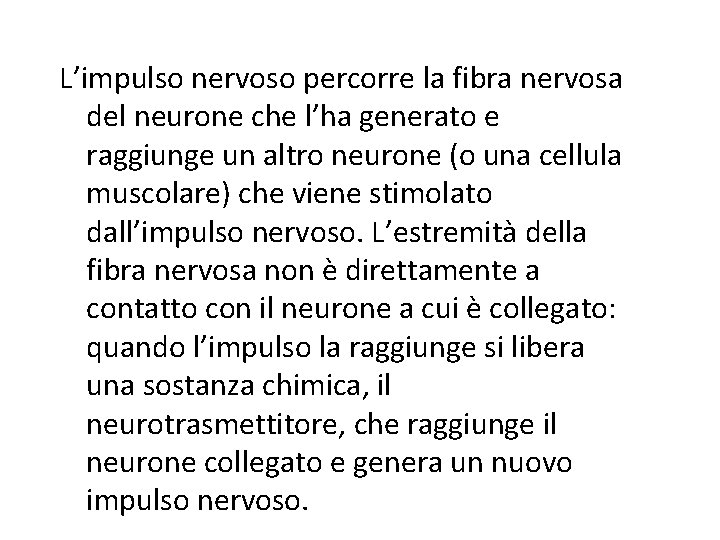 L’impulso nervoso percorre la fibra nervosa del neurone che l’ha generato e raggiunge un