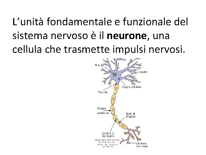 L’unità fondamentale e funzionale del sistema nervoso è il neurone, una cellula che trasmette