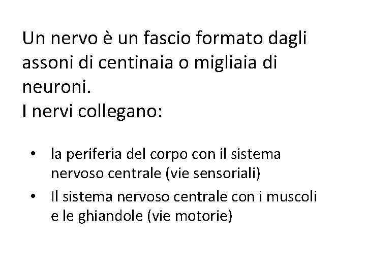 Un nervo è un fascio formato dagli assoni di centinaia o migliaia di neuroni.