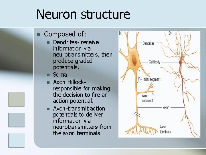 Neuron structure n Composed of: n n Dendrites- receive information via neurotransmitters, then produce