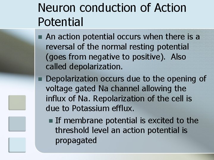 Neuron conduction of Action Potential n n An action potential occurs when there is